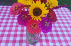 Sonrise Family Farm U-Pick Flowers
