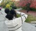 Visual Art with Nature