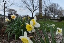 Shrub planting at Perry’s Victory and International Peace Memorial